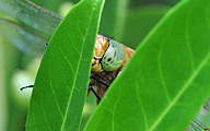 Green-eyed Hawker (male, Aeshna isoceles)